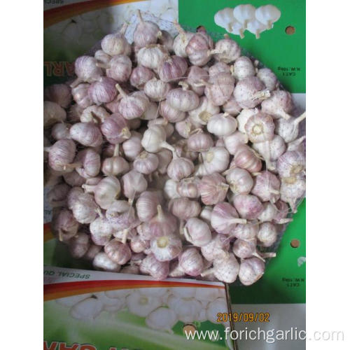 Fresh Normal White Garlic In Size 5.0
